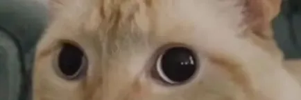超有智慧三月酱